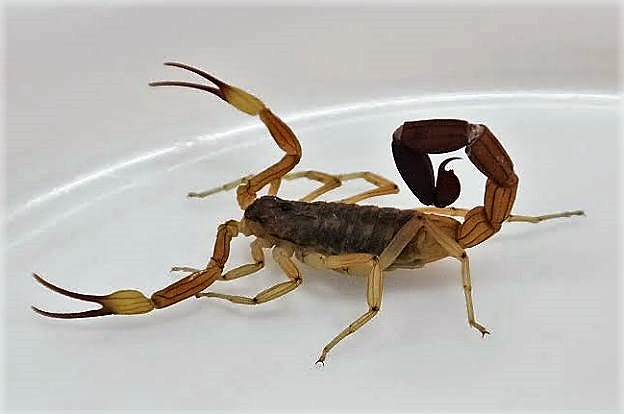 Alacranes