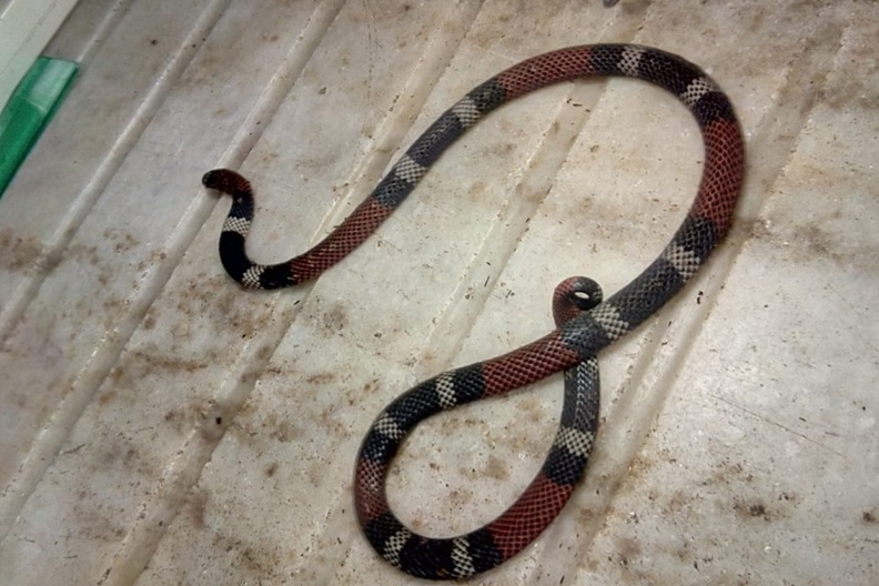 Coral Micrurus phyrrhocryptus 990x660 1