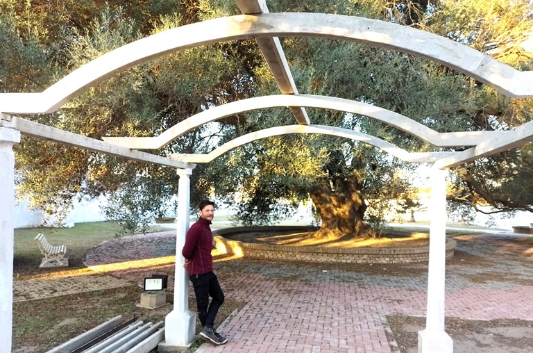 a olivo 00