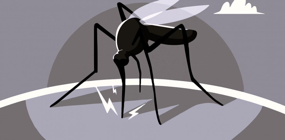 dengue mosquito