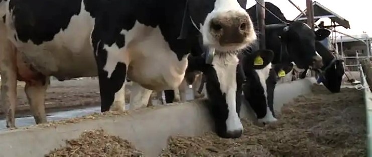 tambos argentina2